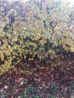 10-IMG_20181106_092503