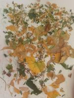 13-15-20191017_120312