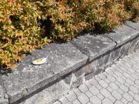 IMG-20210604-WA0004